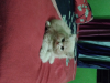 Persian male kitten